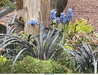 Philadelphia City Hall park - flowers