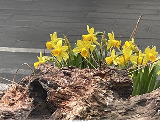 Philadelphia City Hall park - bird