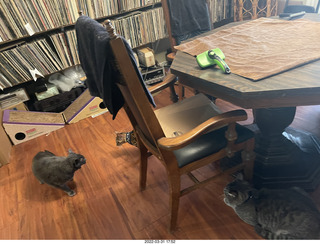 A+O house - 7027 43 Place + Anthony, Olga, cat Potato, kitten Pickle