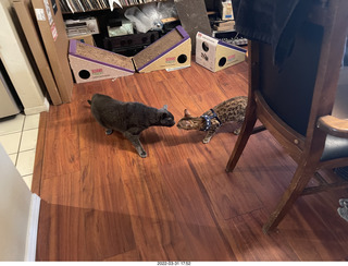 my cats Max, Devin, and Jane