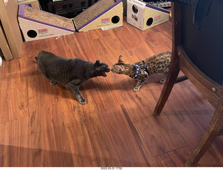 my cats Max, Devin, and Jane