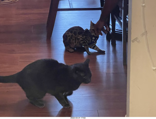 my cats Max, Devin, and Jane