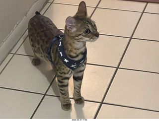 A+O house - 7027 43 Place + kitten Pickle, cat Potato