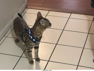 A+O house - 7027 43 Place + kitten Pickle, cat Potato