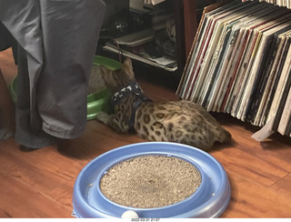 cats Devin and Pickle