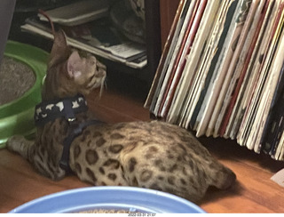 cats Devin and Pickle