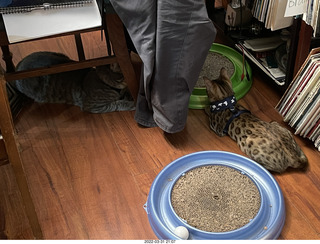 cats Potato and Pickle