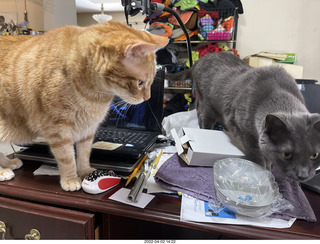 cat Jane in my hifi room