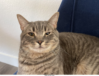 A+O house - 7027 43 Place + kitten Pickle, cat Potato