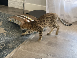 cats Potato and Pickle