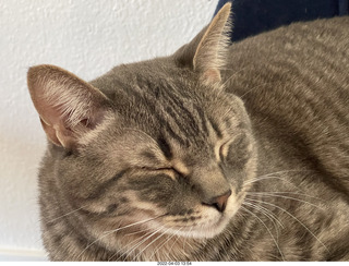 A+O house - 7027 43 Place + kitten Pickle, cat Potato