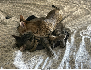 A+O house - 7027 43 Place + cat Potato