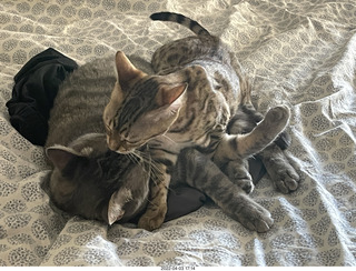 A+O house - 7027 43 Place + cat Potato in the sink + kitten Pickle