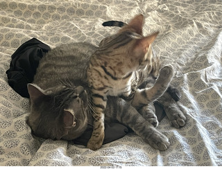 A+O house - 7027 43 Place + cat Potato in the sink + kitten Pickle