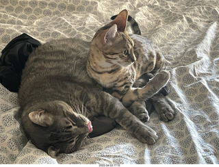 A+O house - 7027 43 Place + kitten Pickle, cat Potato