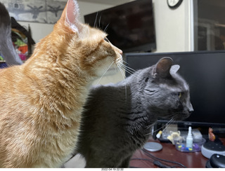 my cats Jane, Max, and Devin