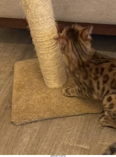 cats Pickle and Potato