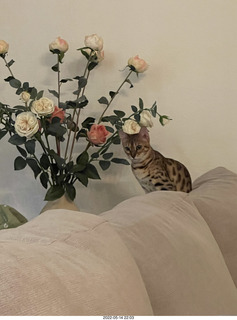 cats Pickle and Potato