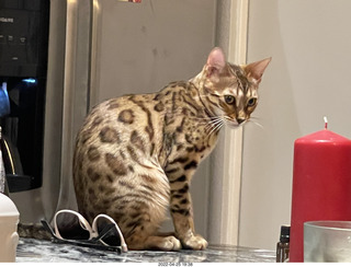 cats Pickle and Potato