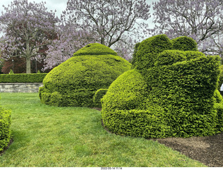 Longwood Gardens topiary