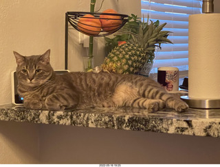 cats Pickle and Potato