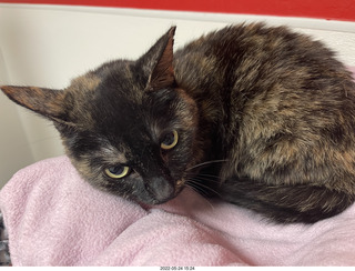 cat Miss Pris in Halo rescue