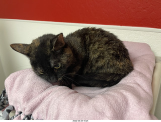 cat Miss Pris in Halo rescue center