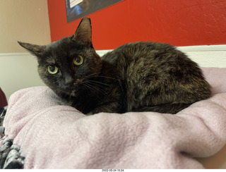 cat Miss Pris in Halo rescue