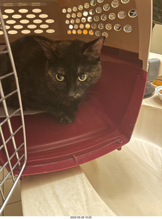 cat Miss Pris coming home with me