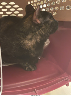 cat Miss Pris in Halo rescue center + Adam