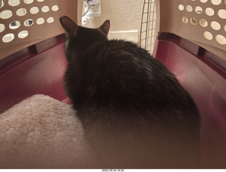 cat Miss Pris in Halo rescue