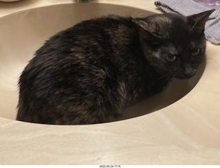 cat Miss Pris in Halo rescue