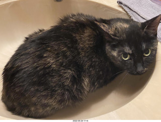 cat Miss Pris in Halo rescue