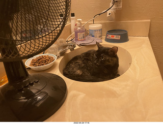 cat Miss Pris in my bathroom sink