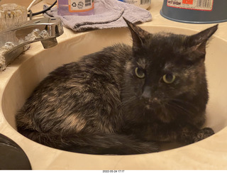 cat Miss Pris in my bathroom sink