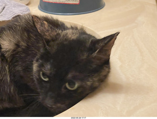 cat Miss Pris in my bathroom sink
