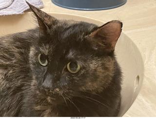 cat Miss Pris coming home with me