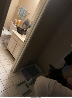 door open with cat Miss Pris in the bathroom