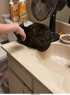 door open with cat Miss Pris in the bathroom