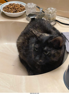 cat Miss Pris in my bathroom sink