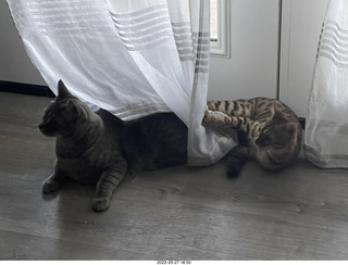 cats Devin and Jane on my  table