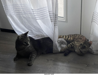 cats Devin and Jane on my  table