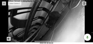 Miss Pris under my hifi-room sofa