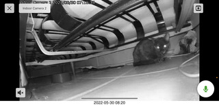 Miss Pris under my hifi-room sofa