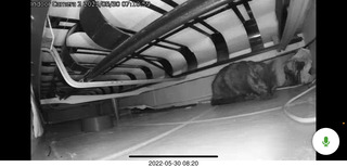 Miss Pris under my hifi-room sofa