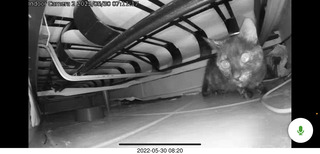 Miss Pris under my hifi-room sofa