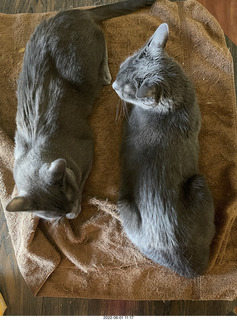 cats Devin, Pickle, Potato