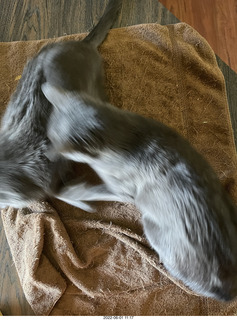 cats Devin and Pickle