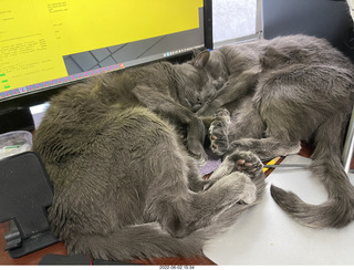 cats Devin and Pickle