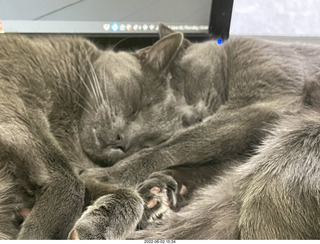 cats Devin and Pickle